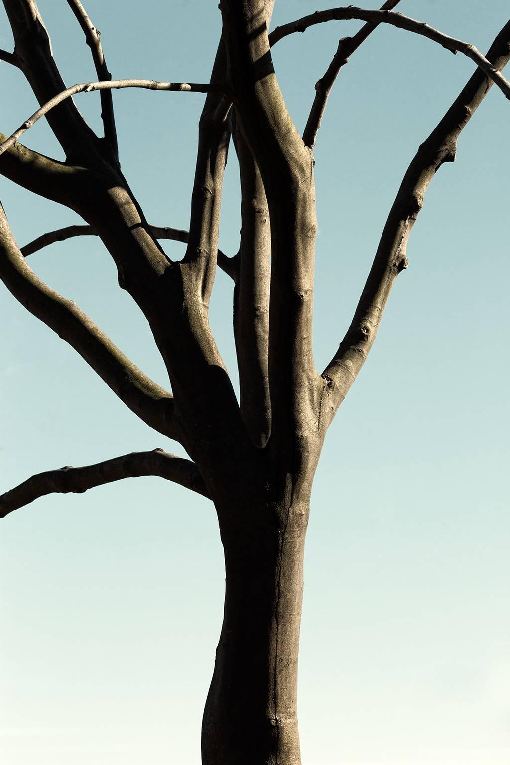 Chris Thomaidis Landscape Photograph - Tree #2