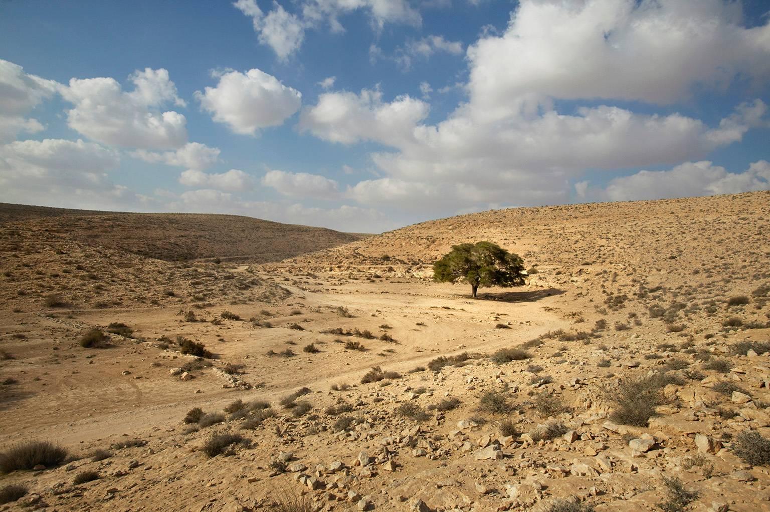 George Simhoni Color Photograph - Desert Tree