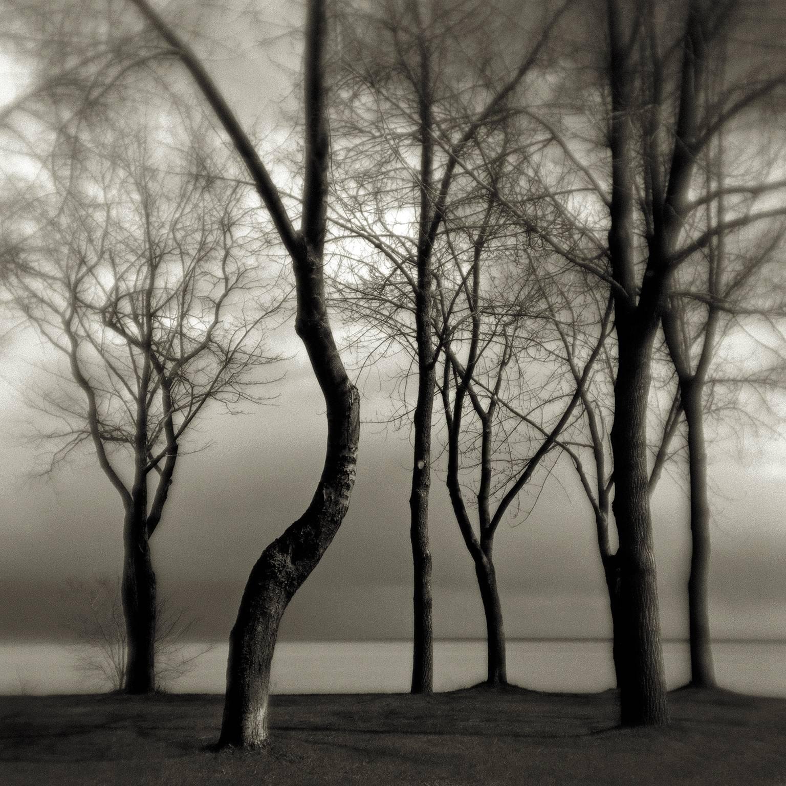 Chris Thomaidis Landscape Photograph - Bent Tree
