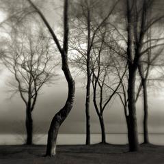 Bent Tree
