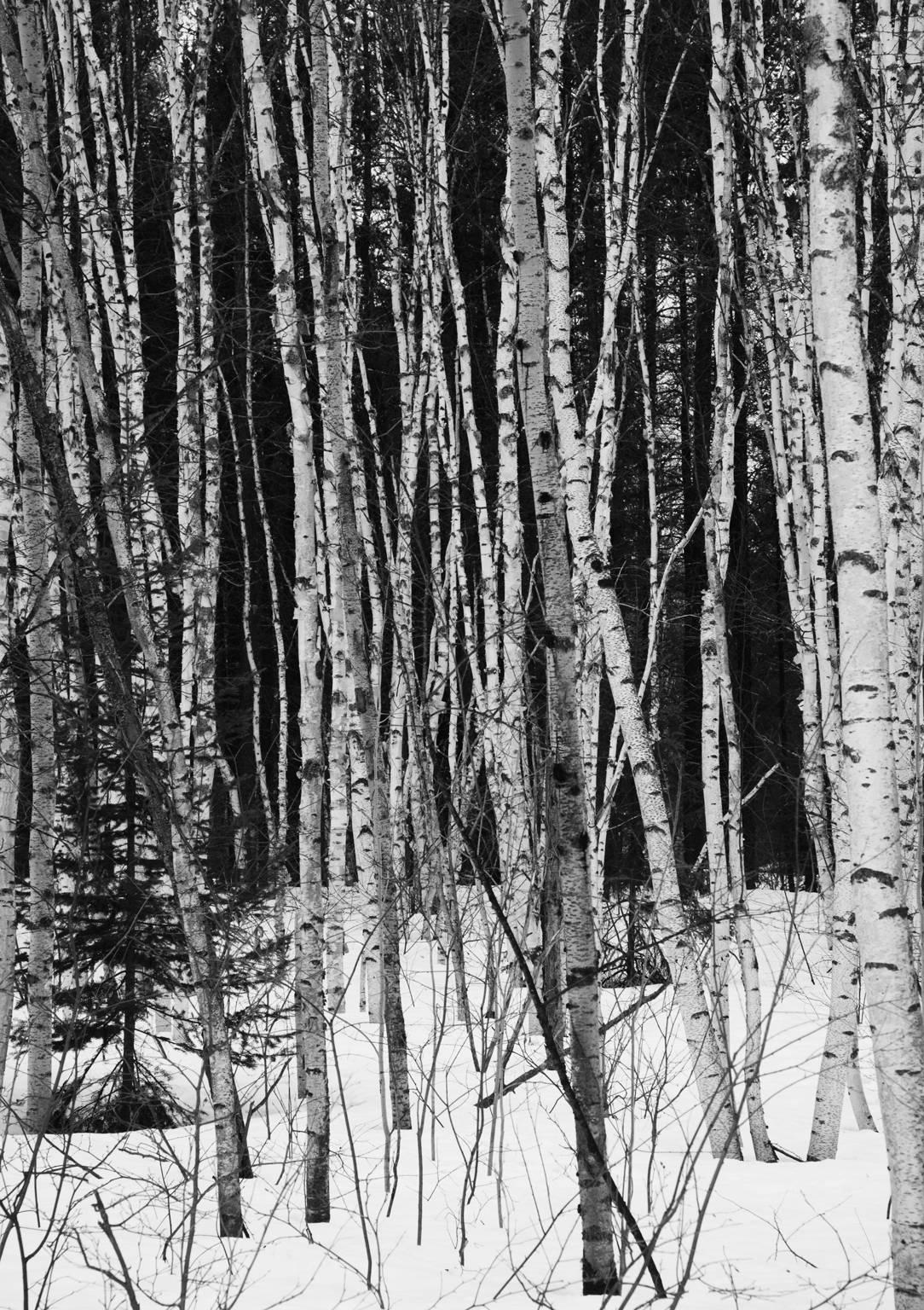 Ron Baxter Smith Black and White Photograph - Winter Birches, Northern Quebec.