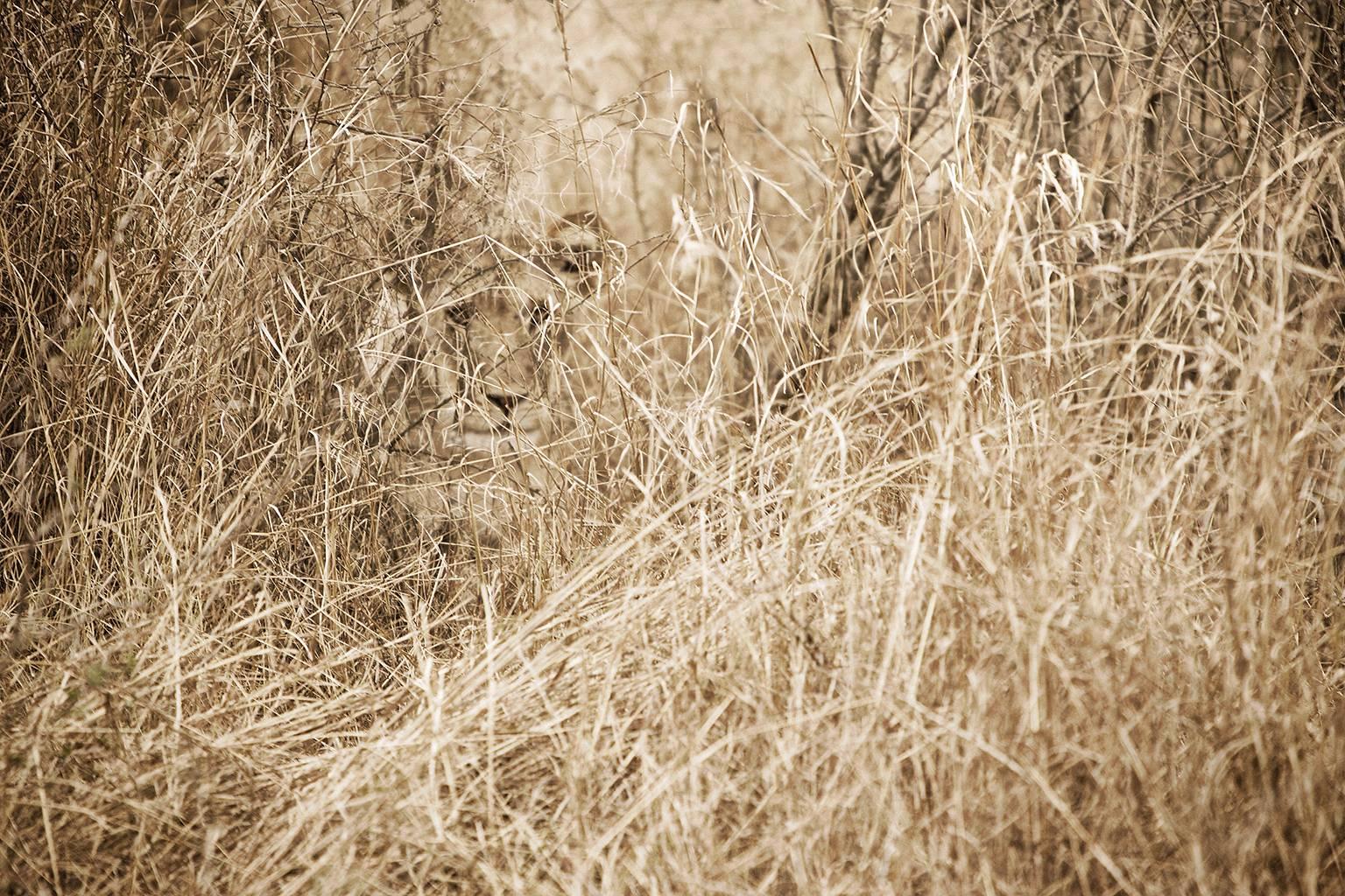 Chris Gordaneer Landscape Photograph - Lion in Grass