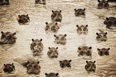 Africa Hippos