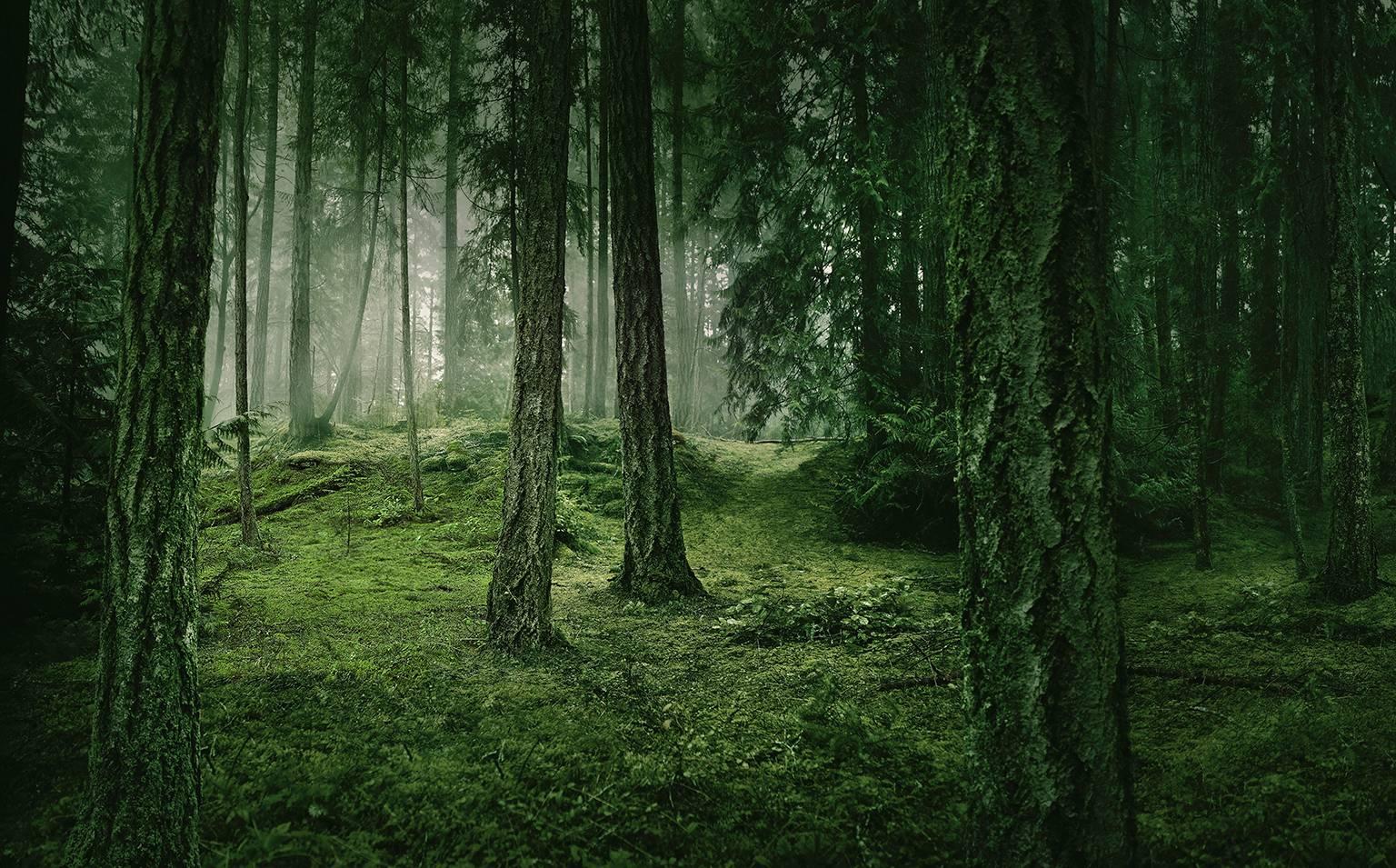 Chris Gordaneer Landscape Photograph - Cathedral Forest