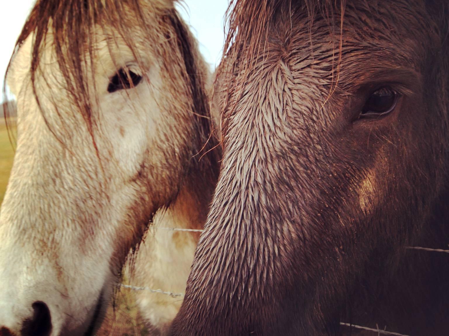 Lindsey Anacleto Portrait Photograph - Iceland, Horses I