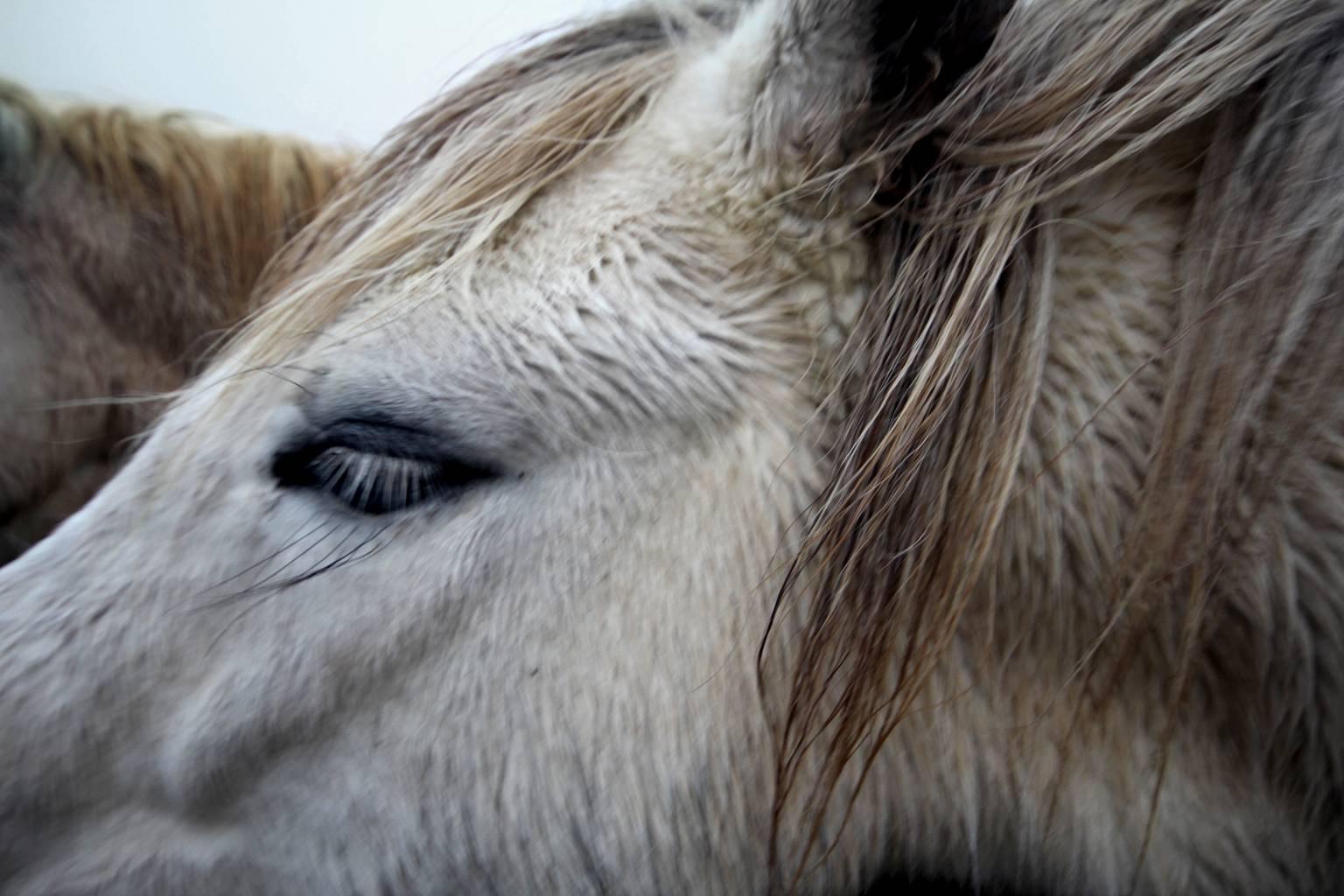 Lindsey Anacleto Portrait Photograph - Iceland, Horse