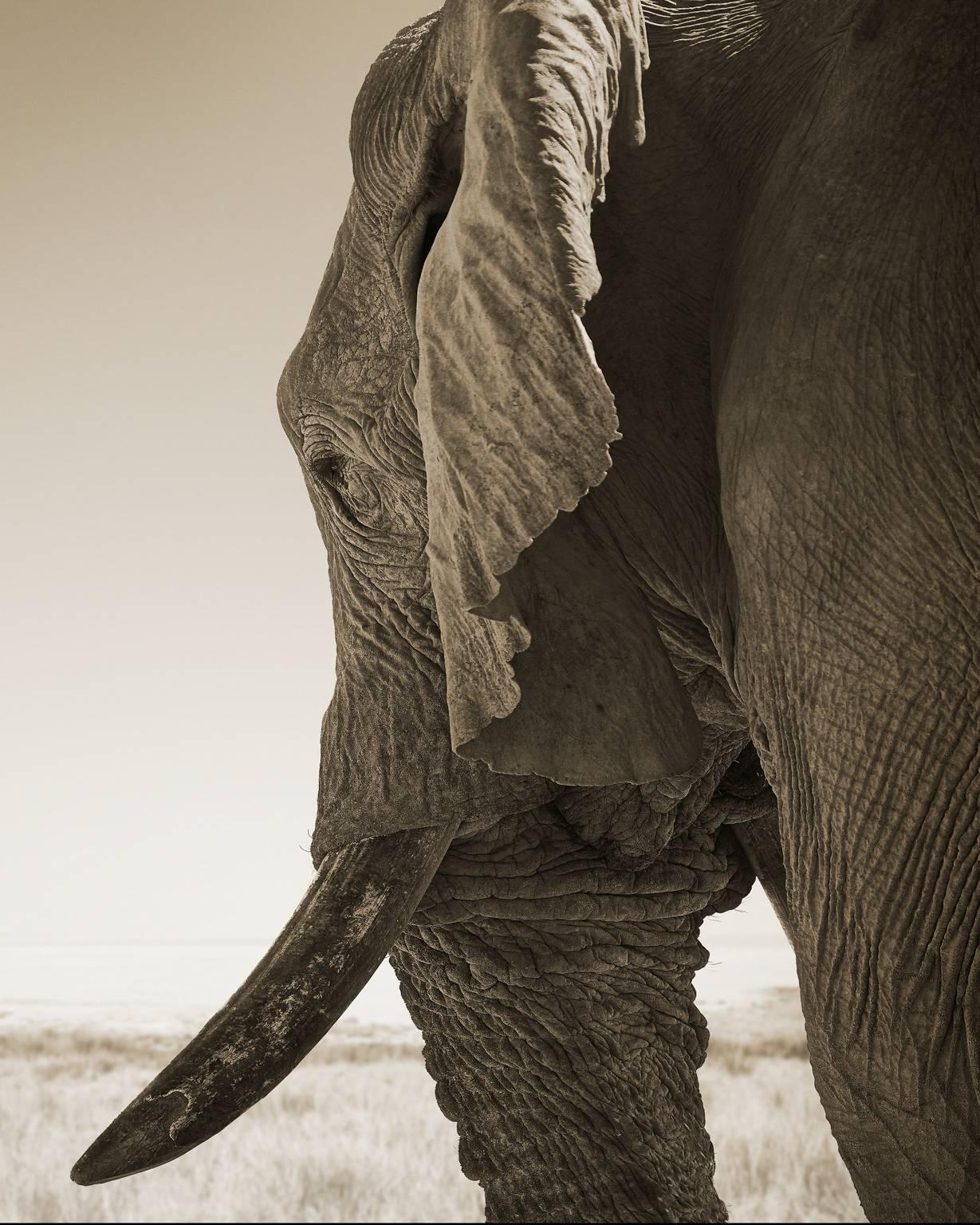Chris Gordaneer Black and White Photograph - Elephant 02