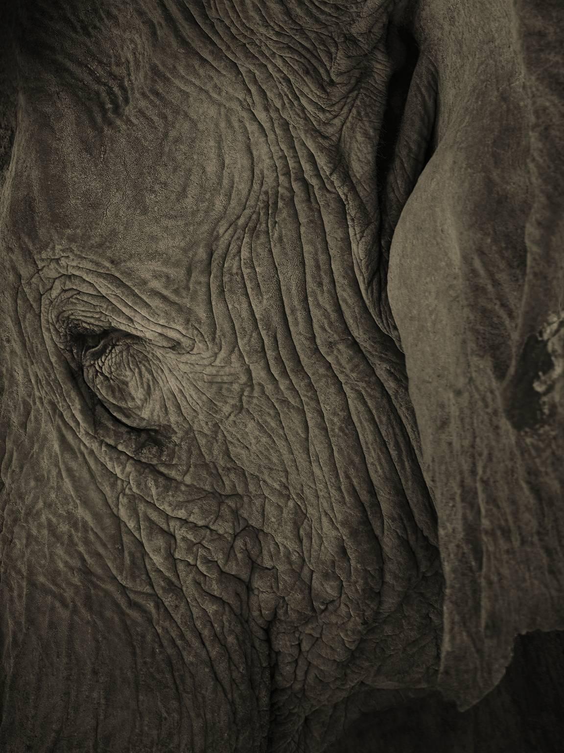 Chris Gordaneer Black and White Photograph - Elephant 03