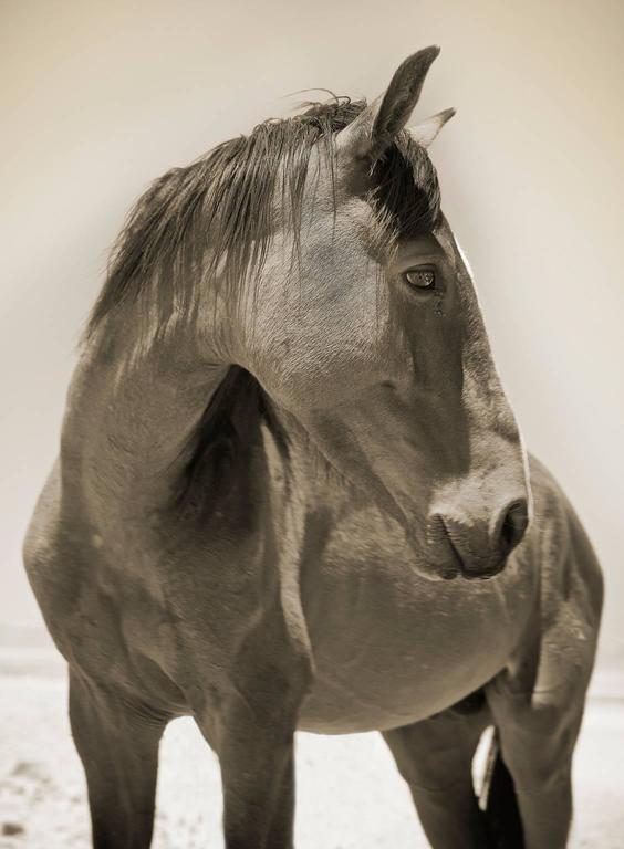 Chris Gordaneer Namibian Horse No.3 For Sale at 1stDibs