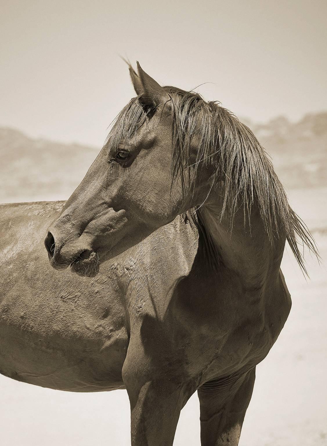 Chris Gordaneer Black and White Photograph - Namibian Horse No. 2