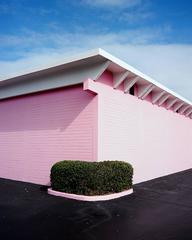 Pink Corner Hedge, Daytona Beach