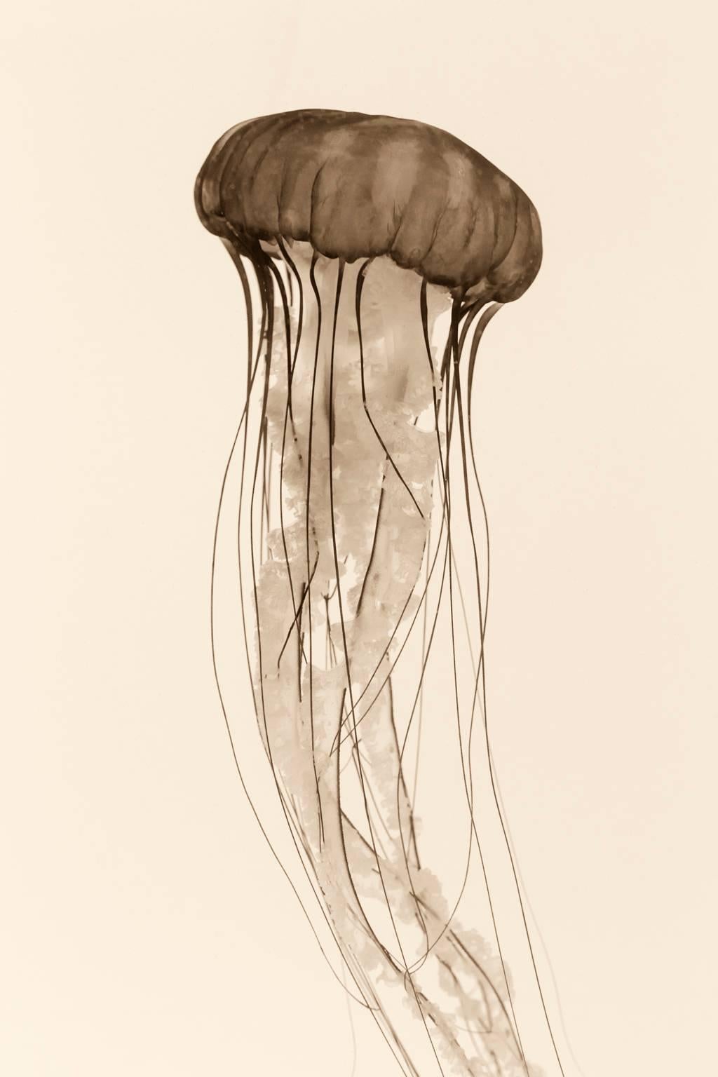 Massimo Di Lorenzo Abstract Photograph - Pacific Sea Nettle
