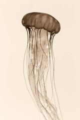 Pacific Sea Nettle