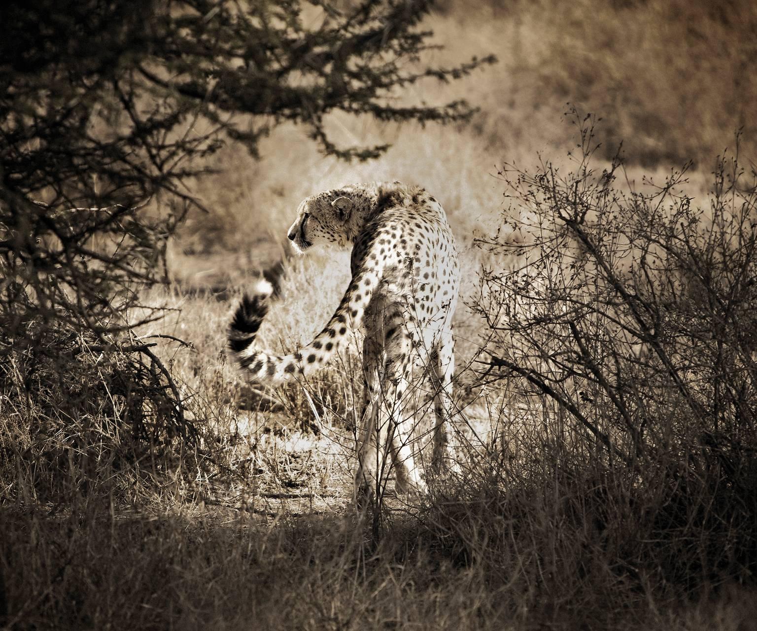 Chris Gordaneer Portrait Photograph - Cheetah No.1