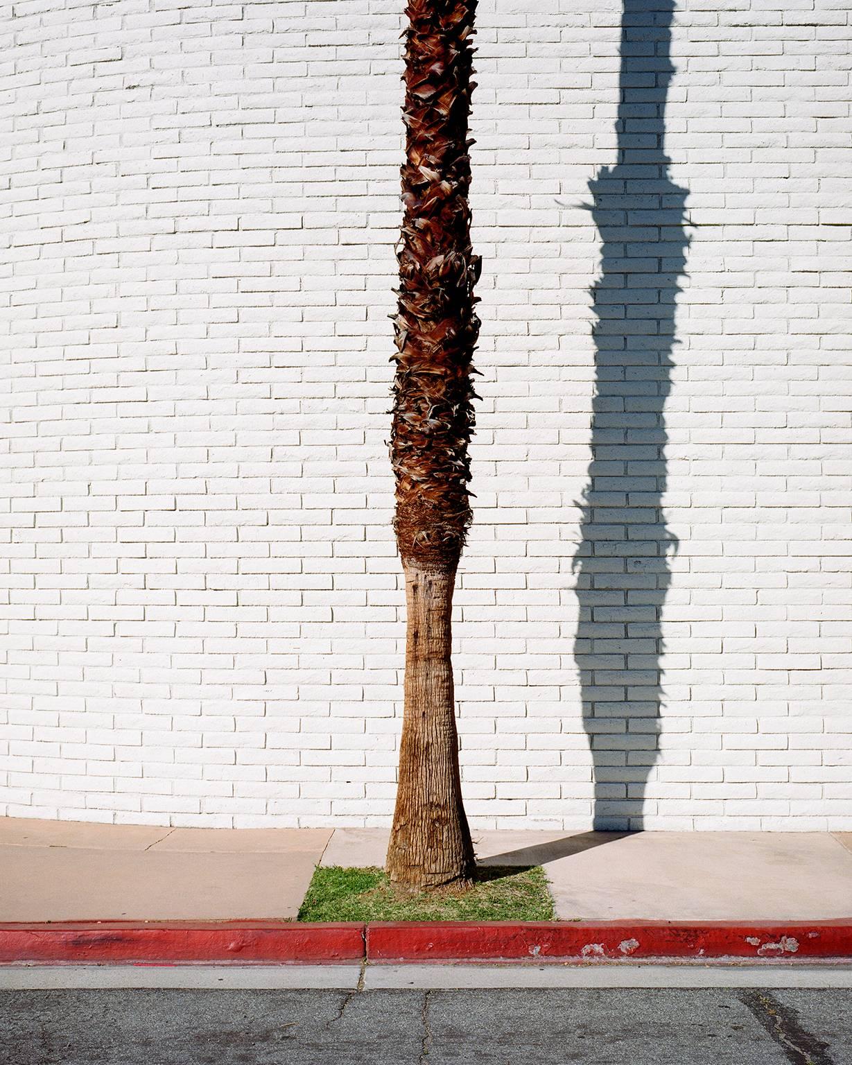 Jim Ryce Landscape Photograph - Palm Shadow, Palm Springs, CA