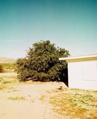 Tree, Joshua Tree 7