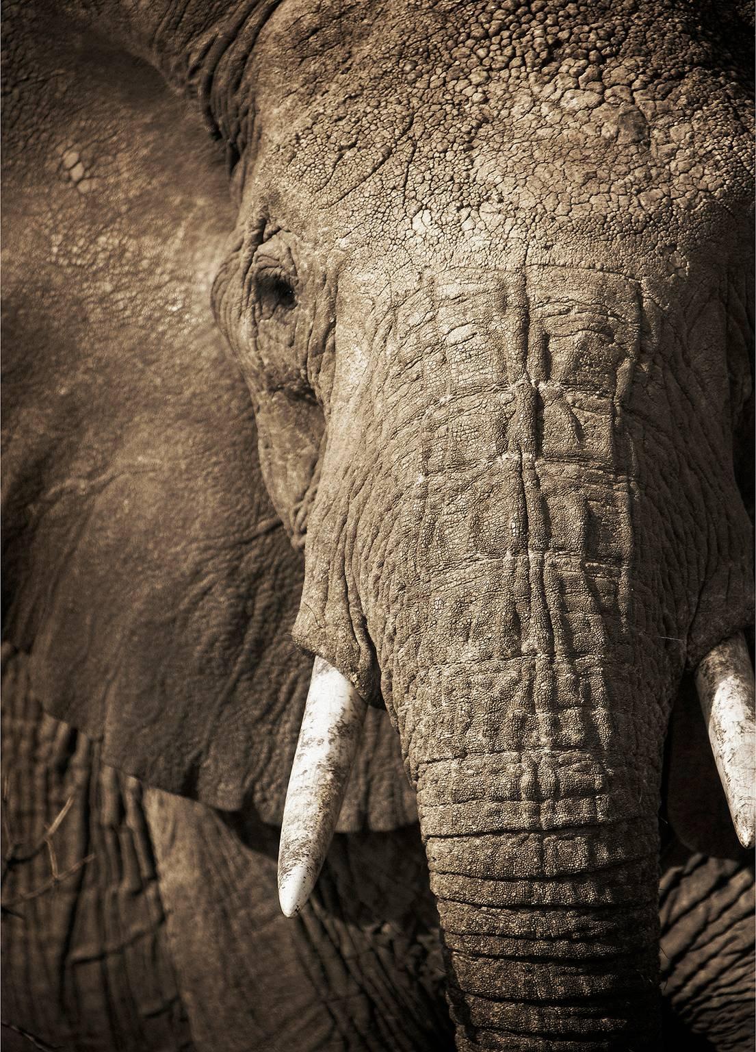Chris Gordaneer Black and White Photograph - Elephant 4