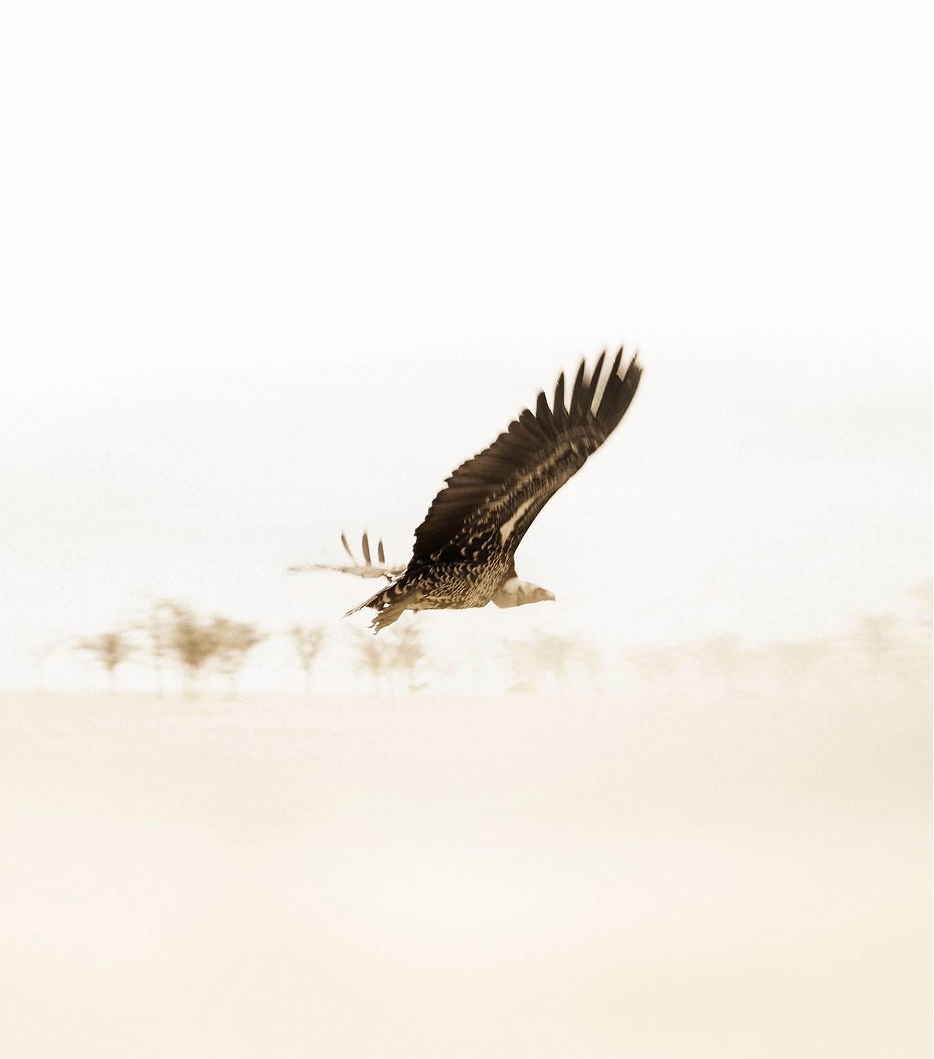 Chris Gordaneer Landscape Photograph - Africa Bird, Tanzania