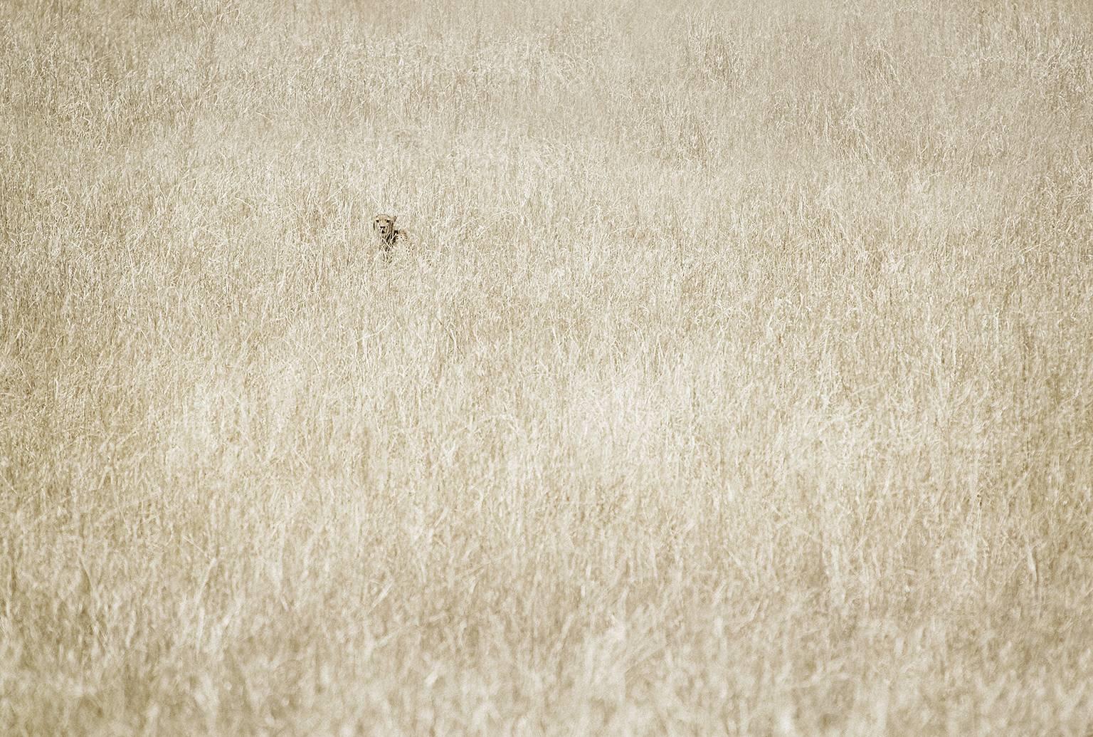 Chris Gordaneer Landscape Photograph - Cheetah No. 2