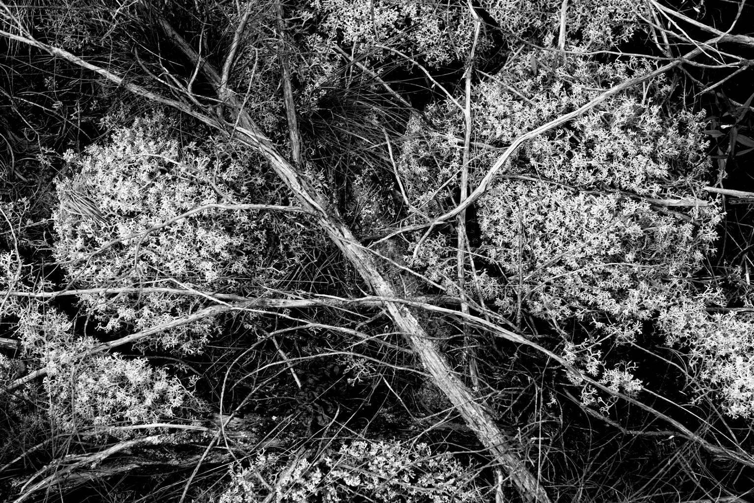 Ian Tudhope Black and White Photograph - Moss, Snake Island, ON, Canada