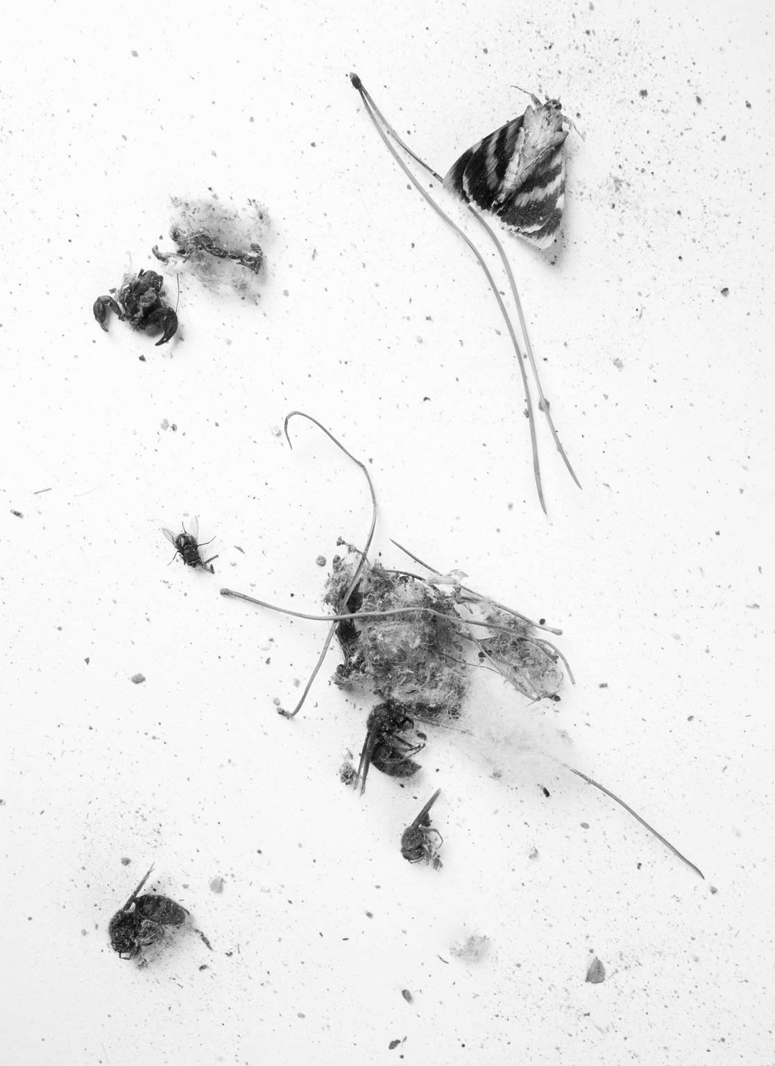 Ron Baxter Smith Still-Life Photograph - Dust to Dust 2017 No. 1