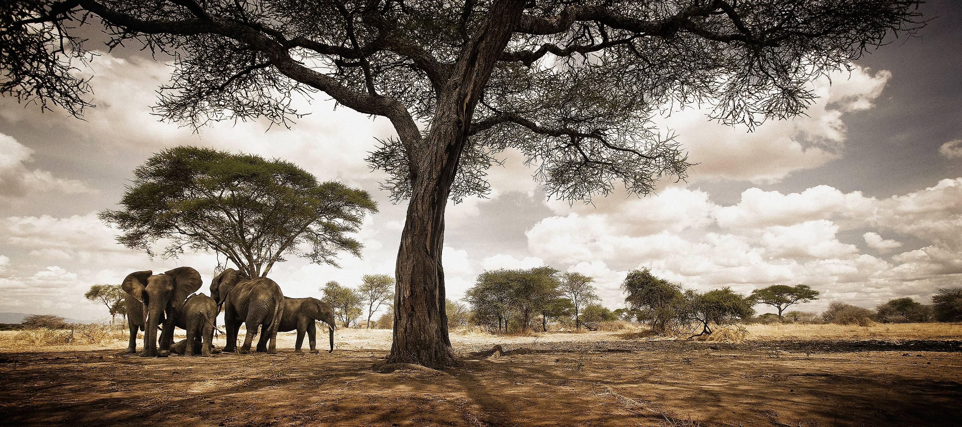 Chris Gordaneer Landscape Photograph - Elephants 01