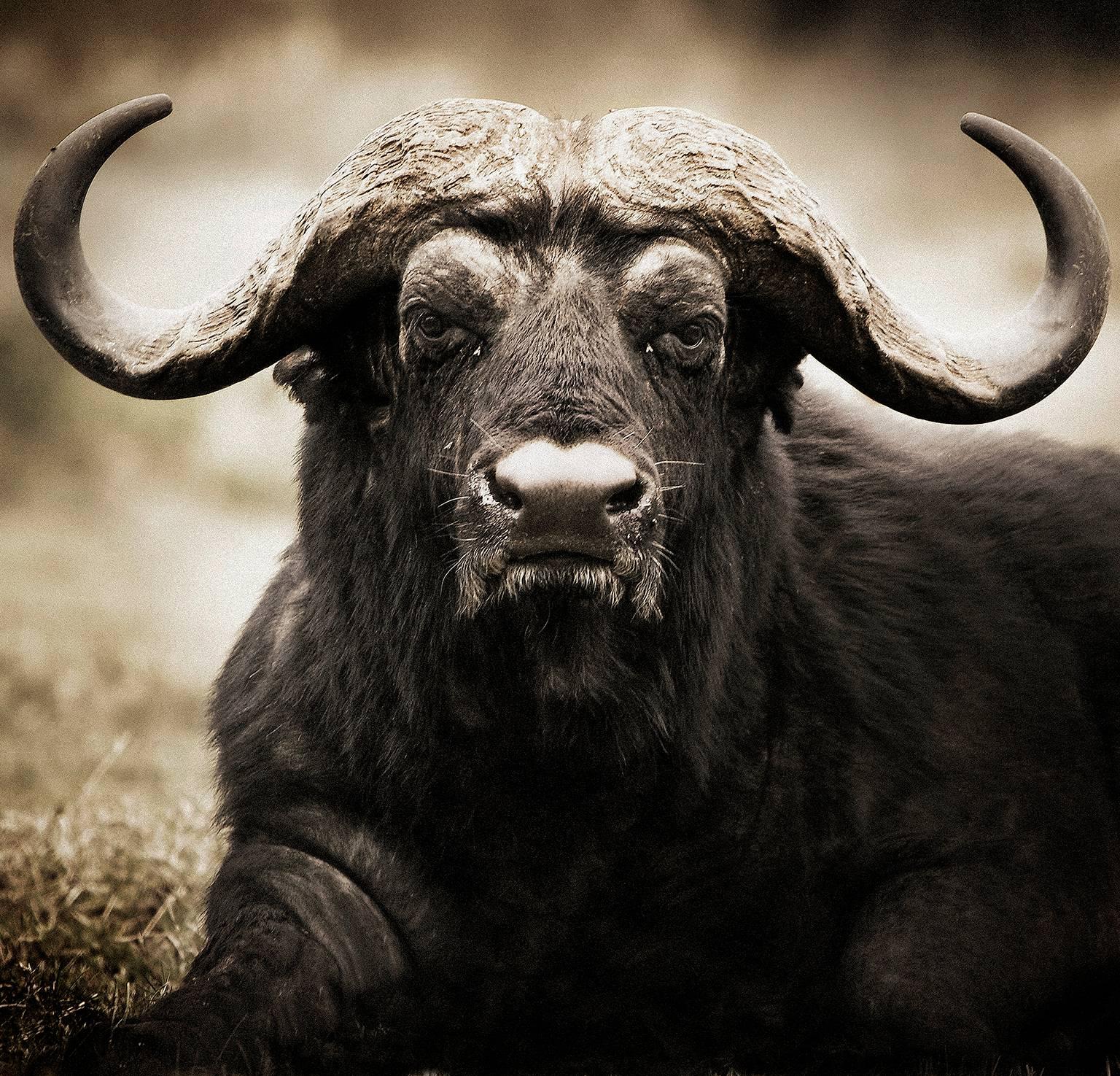 Chris Gordaneer Portrait Photograph - Cape Buffalo