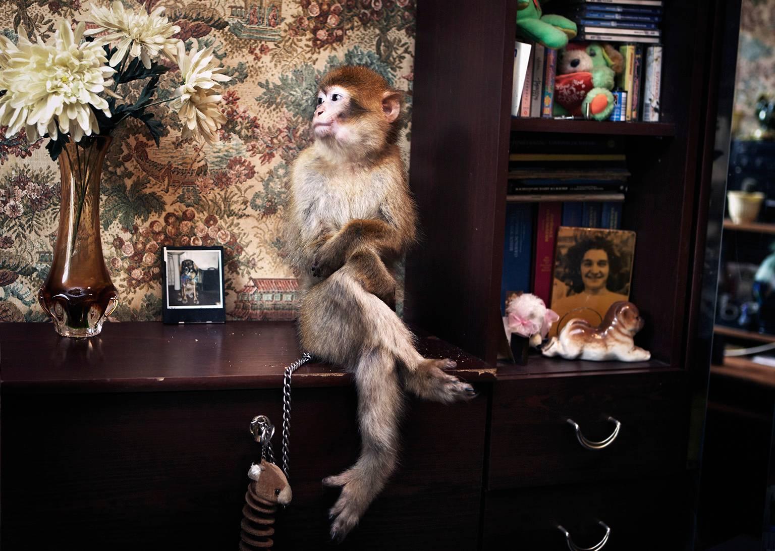 George Simhoni Color Photograph - Monkey on the Ledge