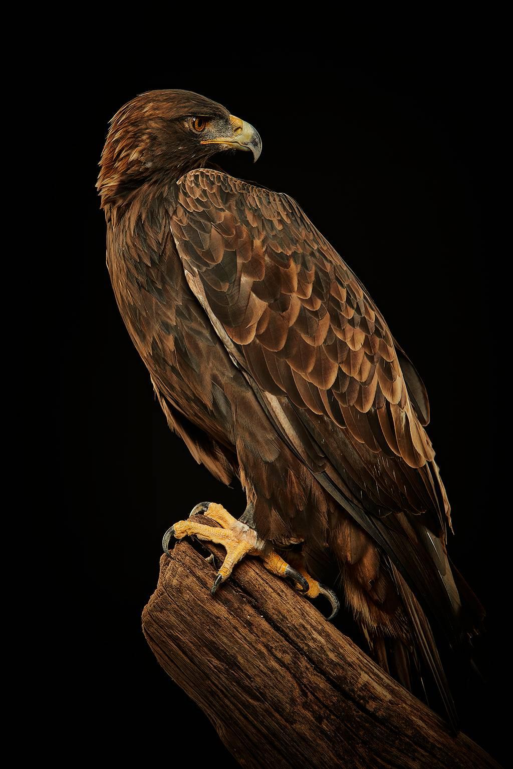 Chris Gordaneer Color Photograph - Birds of Prey Golden Eagle No. 22