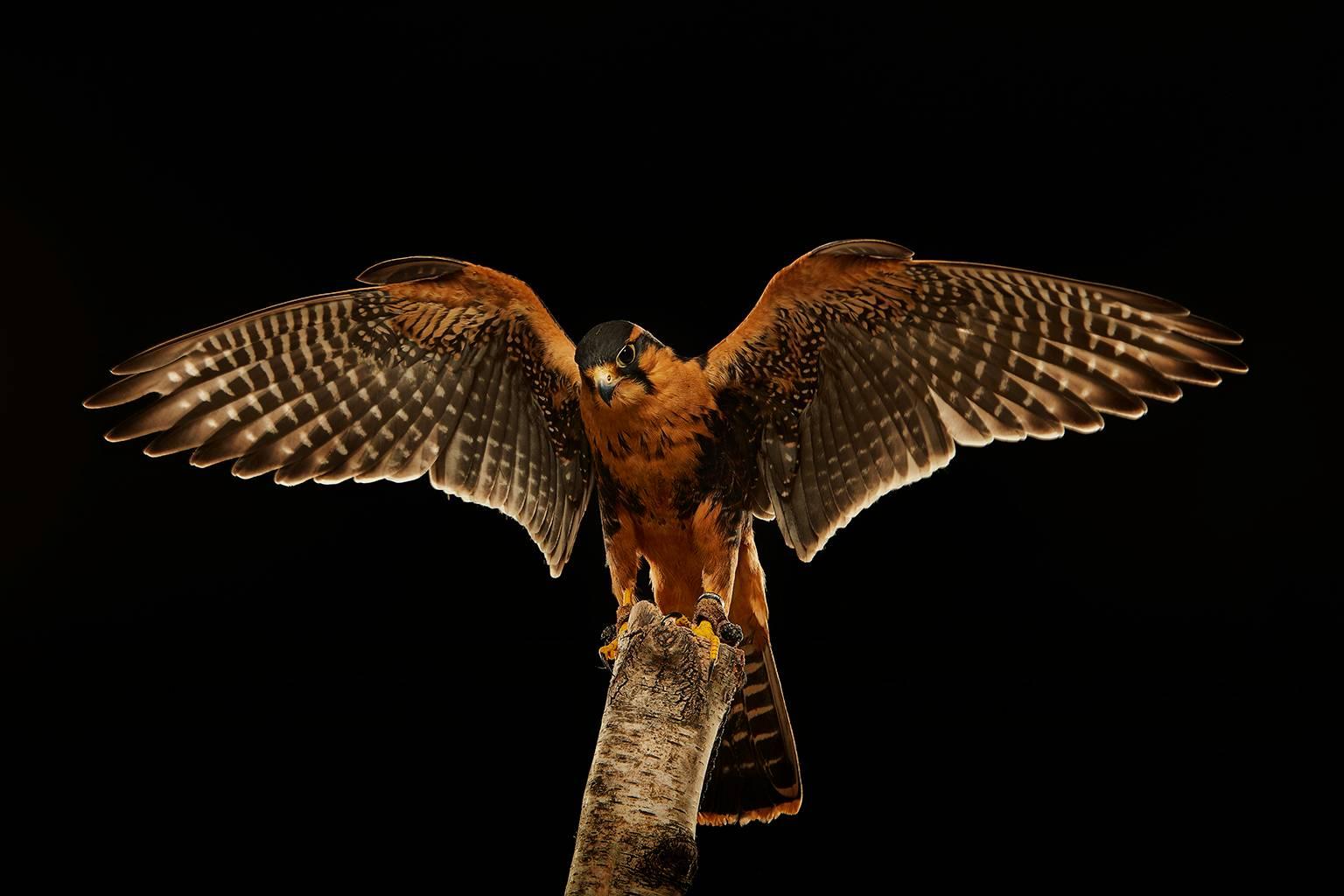 Chris Gordaneer Color Photograph - Birds of Prey Aplomado Falcon  No. 6