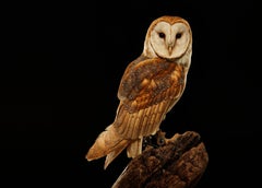 Birds of Prey Barn Owl No. 16