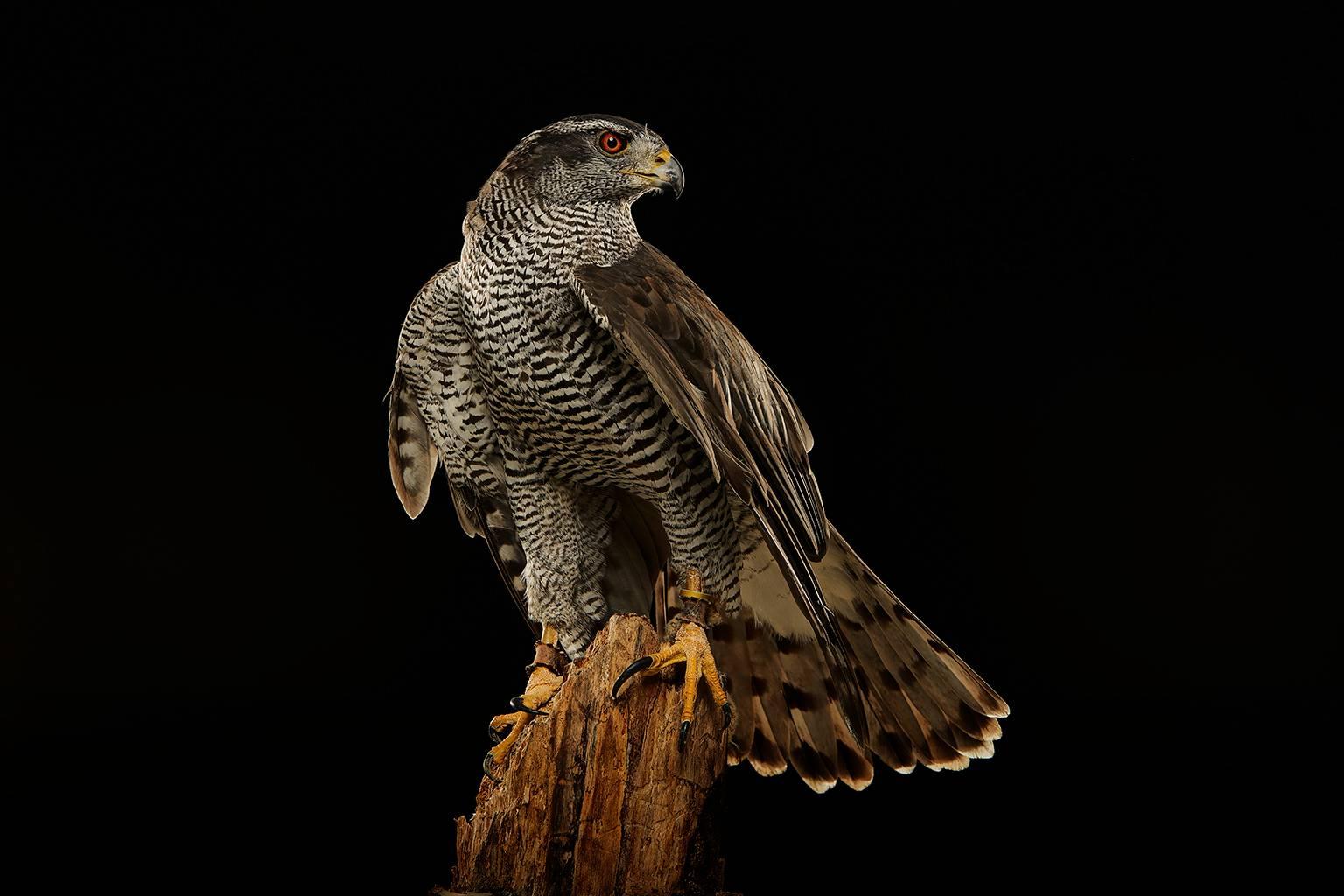 Chris Gordaneer Color Photograph - Birds of Prey Northern Goshawk No. 1