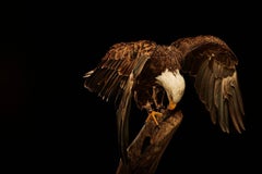 Birds of Prey Bald Eagle No. 18