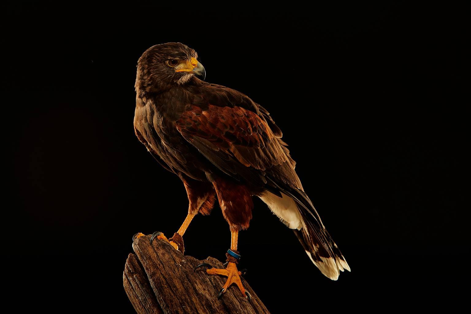 Chris Gordaneer Color Photograph - Birds of Prey Harris' Hawk No. 1