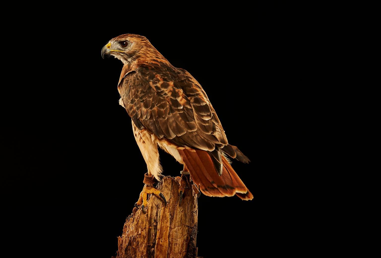 Chris Gordaneer Color Photograph - Birds of Prey Red Tailed Hawk No.3