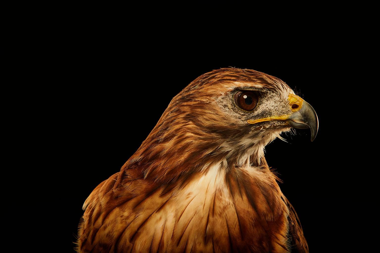 Chris Gordaneer Color Photograph - Birds of Prey Red Tailed Hawk No. 4