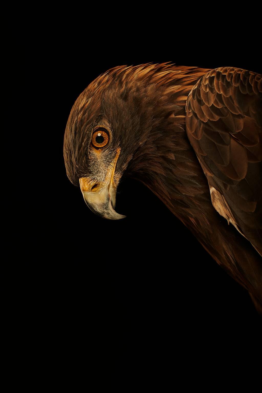 Chris Gordaneer Color Photograph - Birds of Prey Golden Eagle No.5