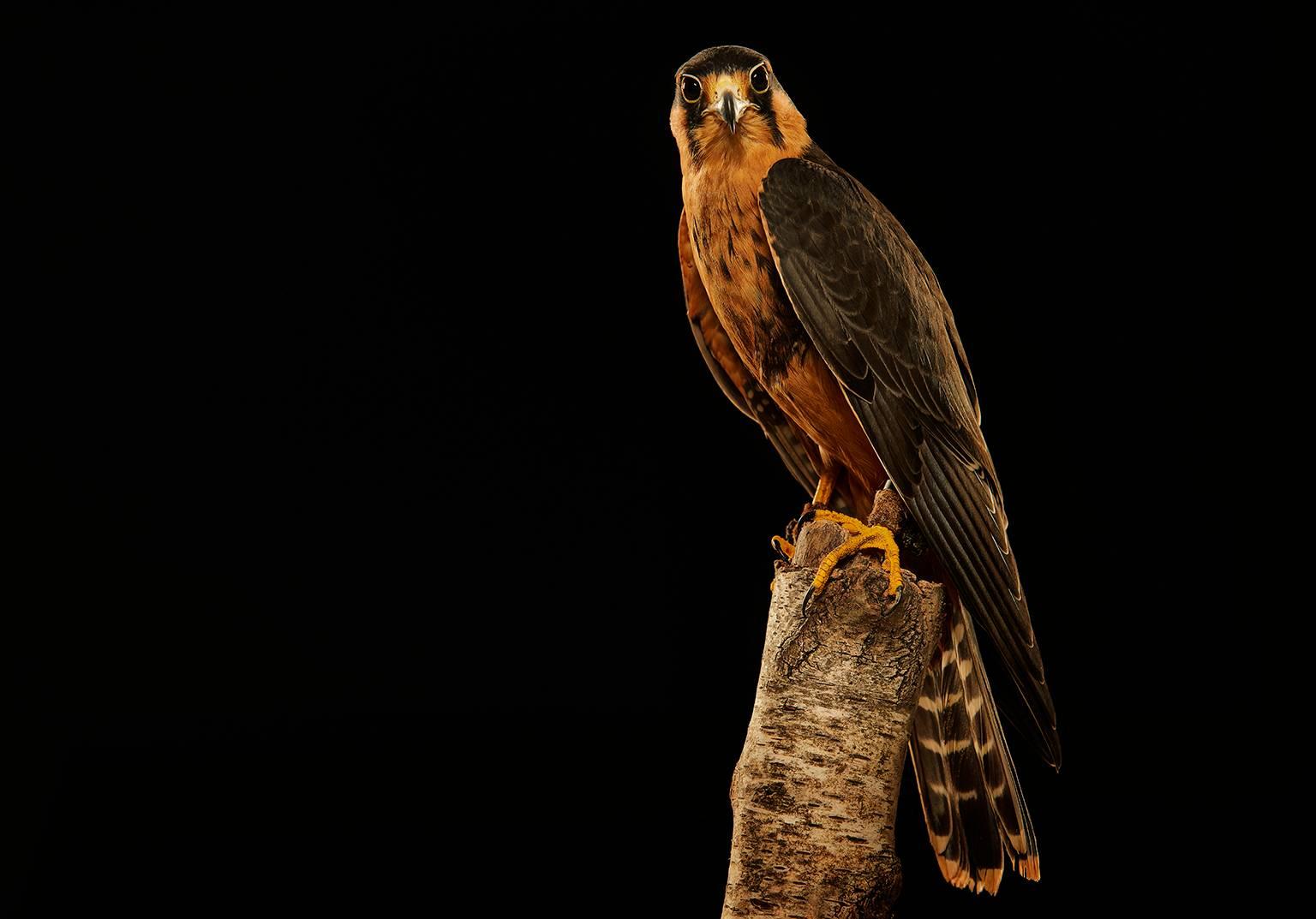 Chris Gordaneer Portrait Photograph - Birds of Prey Aplomado Falcon No. 7