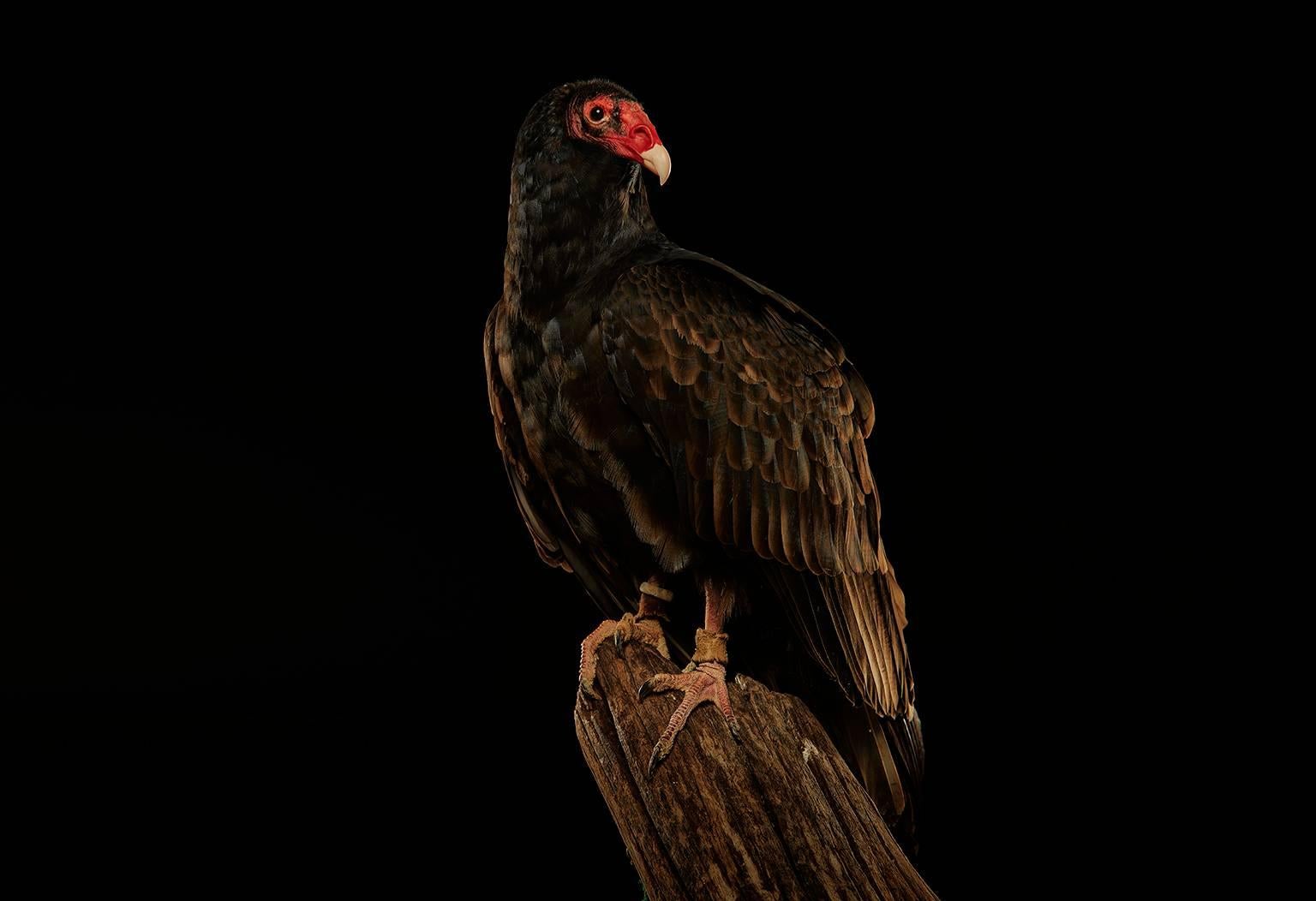 Chris Gordaneer Portrait Photograph - Birds of Prey Turkey Vulture No.8