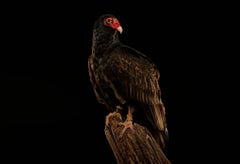 Birds of Prey Turkey Vulture No.8