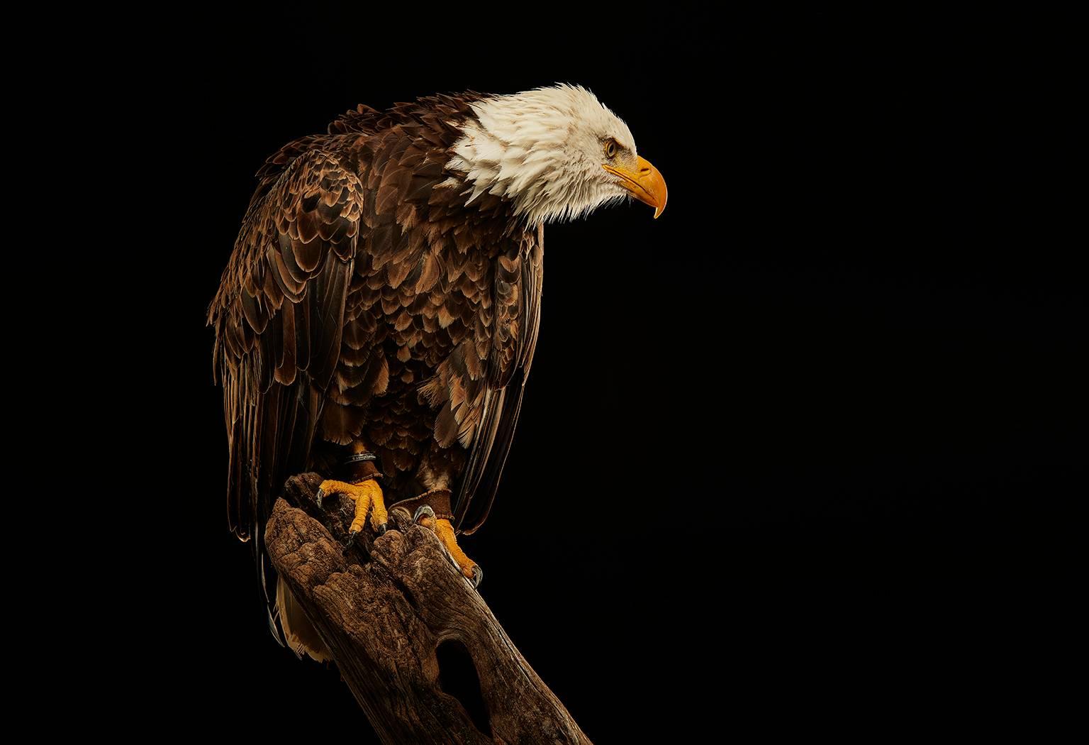 Chris Gordaneer Color Photograph - Birds of Prey Bald Eagle No. 17