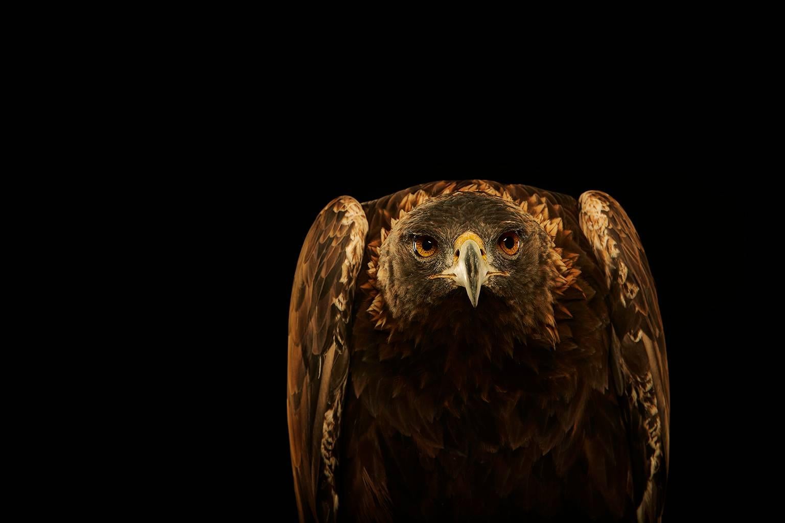 Chris Gordaneer Portrait Photograph - Birds of Prey - Golden Eagle No. 20
