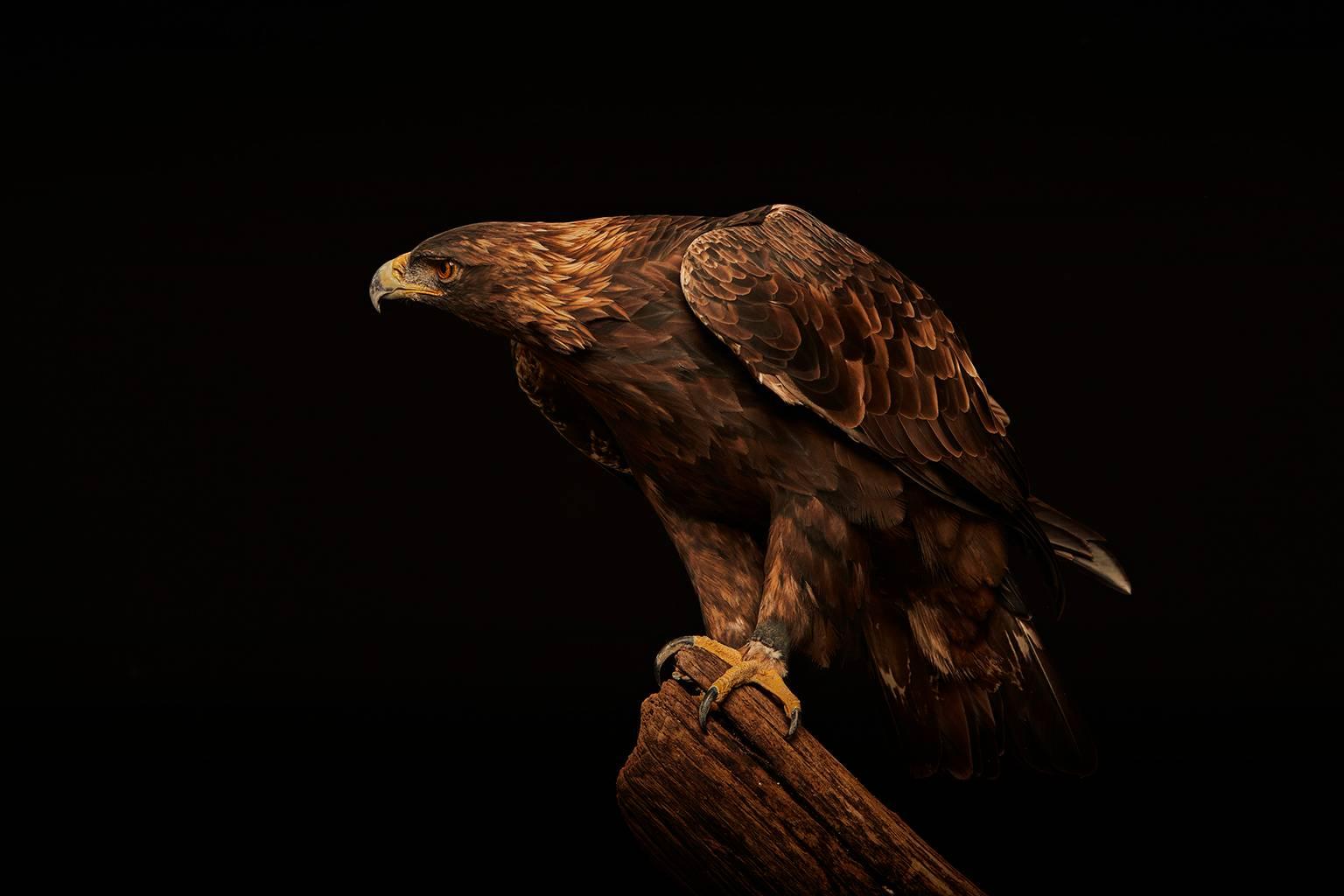 Chris Gordaneer Portrait Photograph - Birds of Prey - Golden Eagle No. 21
