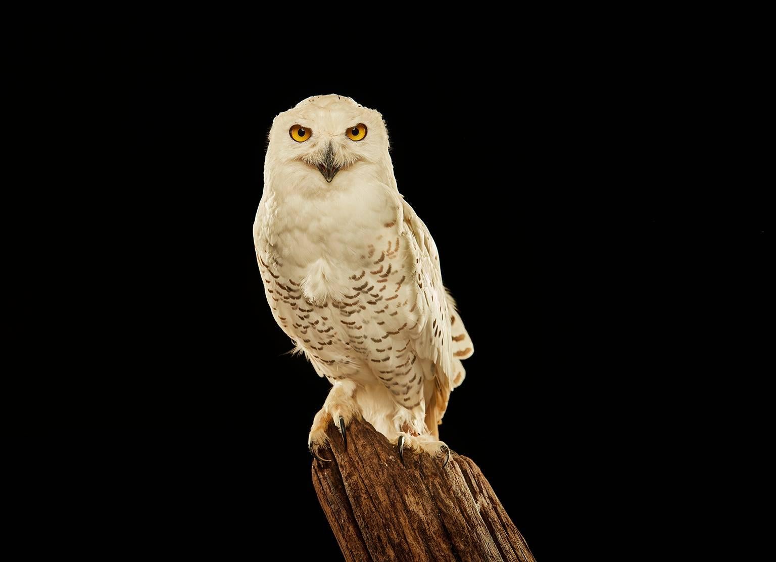 Chris Gordaneer Color Photograph - Birds of Prey - Snowy Owl No. 11
