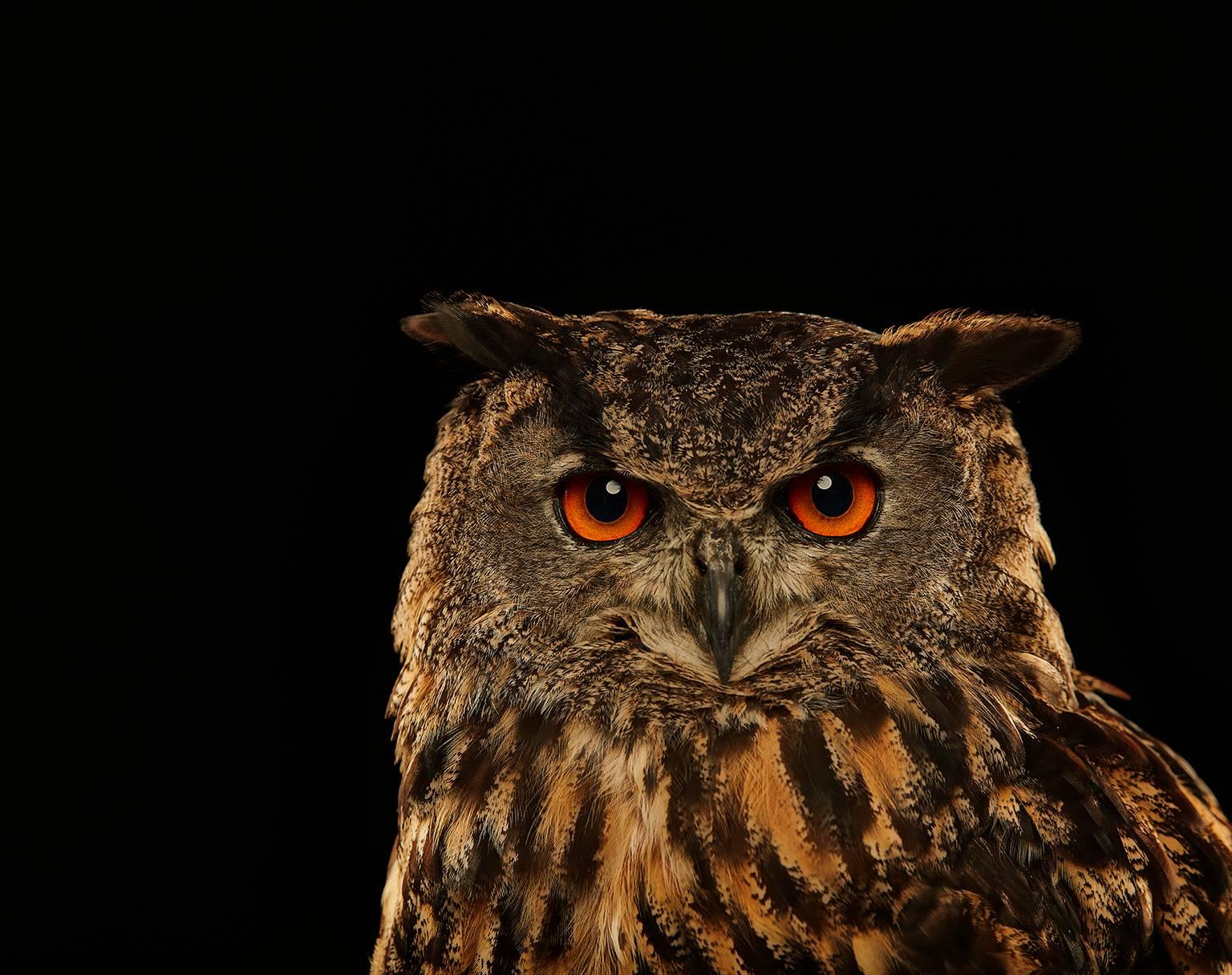 Chris Gordaneer Color Photograph - Birds of Prey - Eurasian Eagle Owl No. 13
