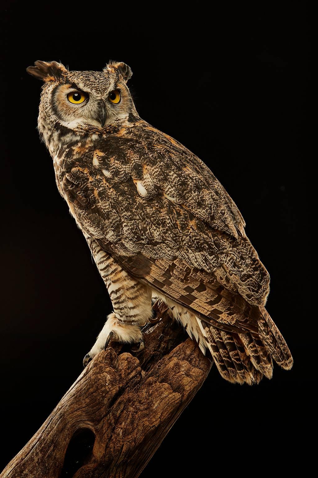 Chris Gordaneer Color Photograph - Birds of Prey - Great Horned Owl No. 15