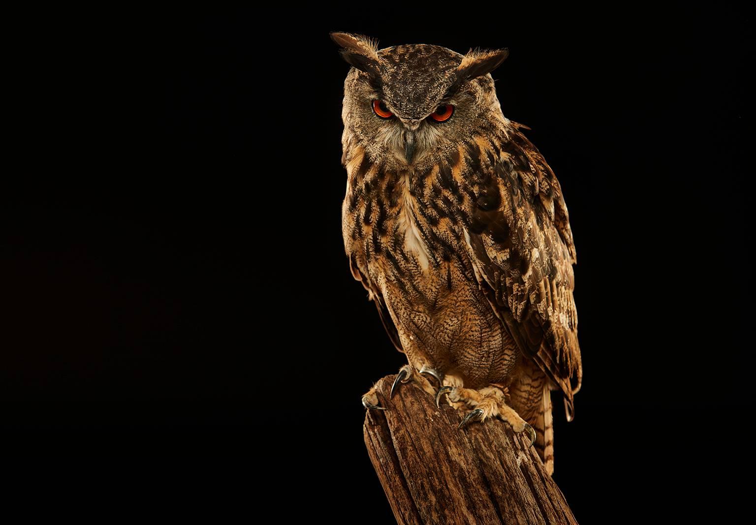 Chris Gordaneer Color Photograph - Birds of Prey - Eurasian Eagle Owl No. 12