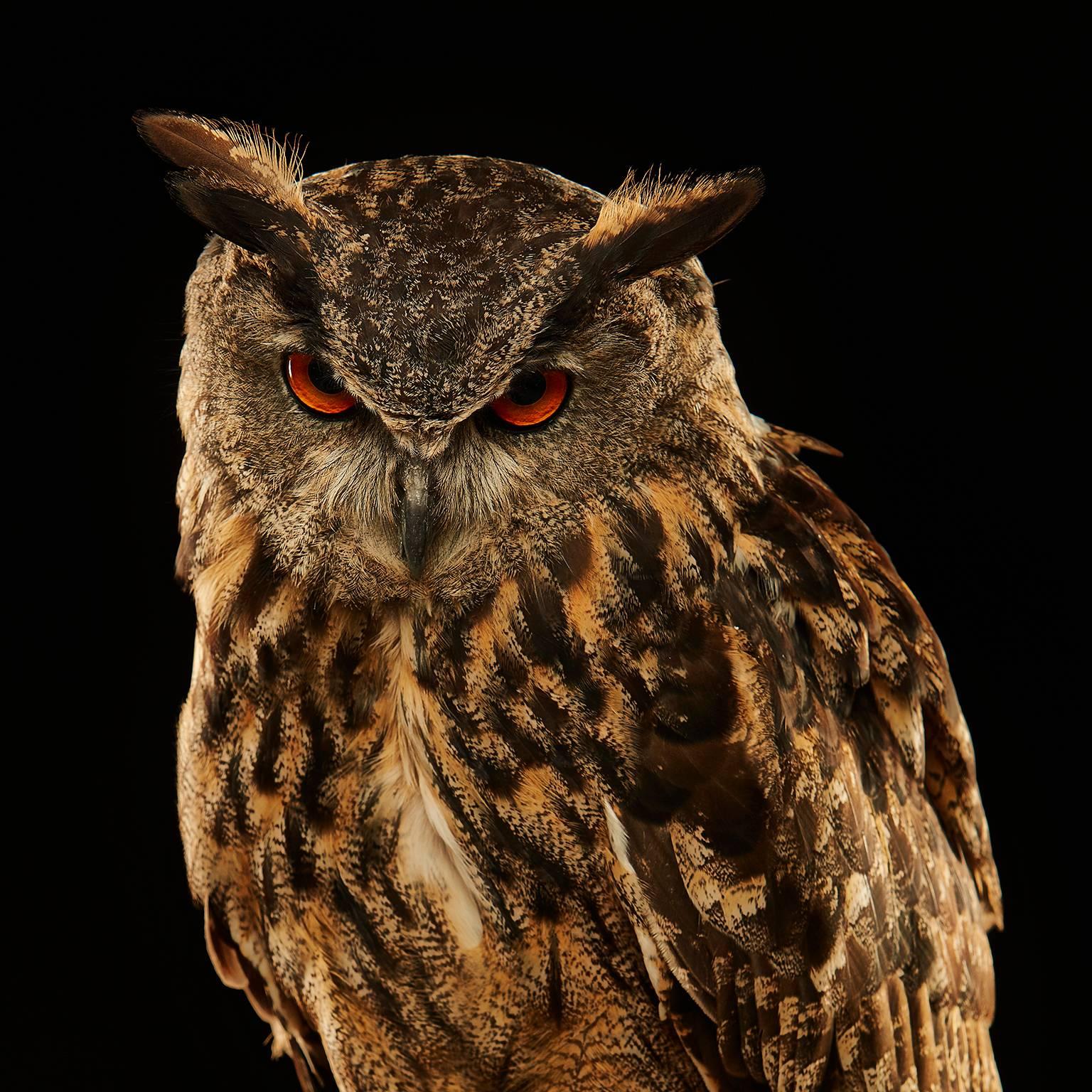 Birds of Prey - Eurasian Eagle Owl No. 12 - Photograph by Chris Gordaneer