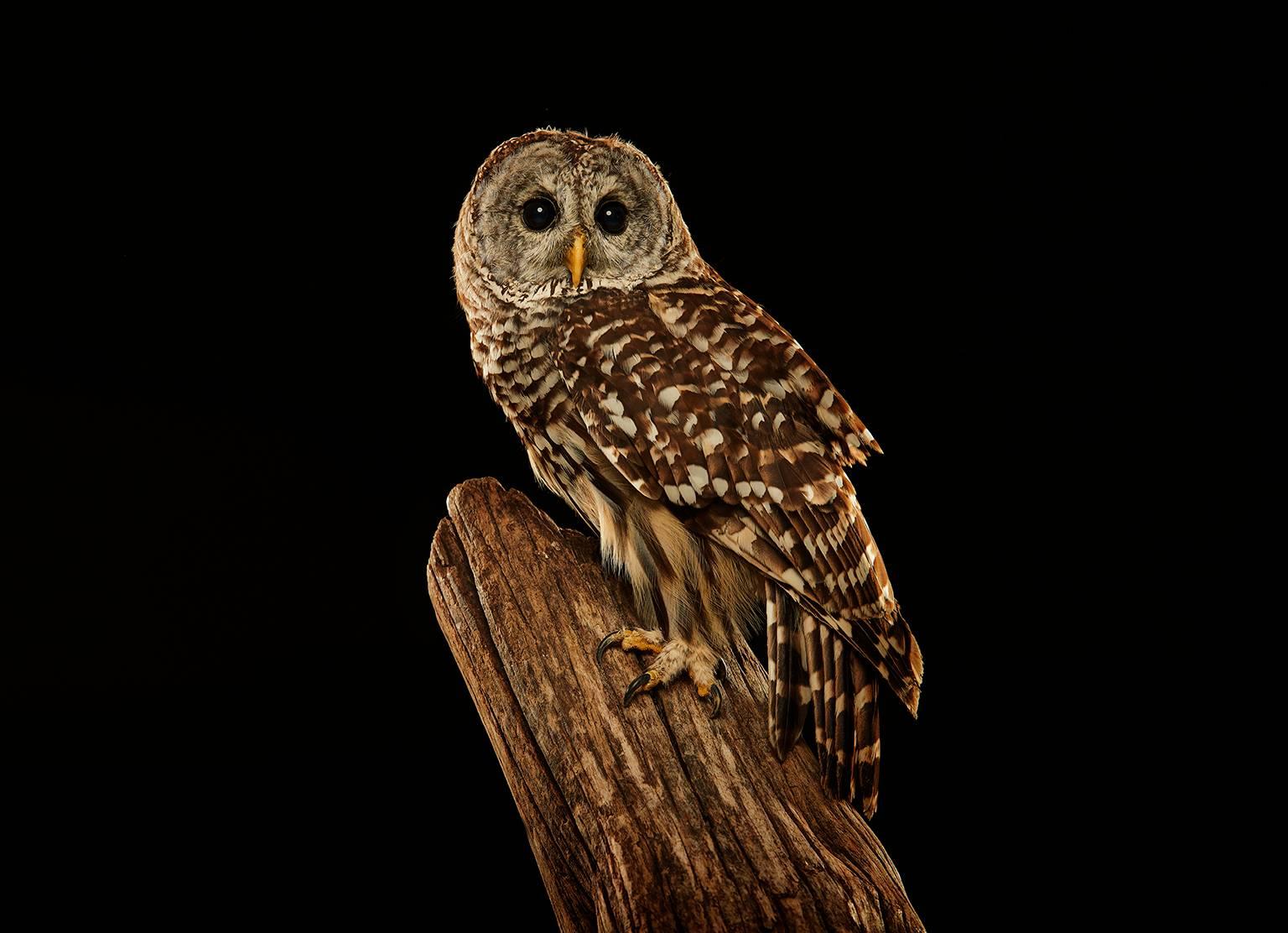 Chris Gordaneer Portrait Photograph - Birds of Prey - Barred Owl No. 10