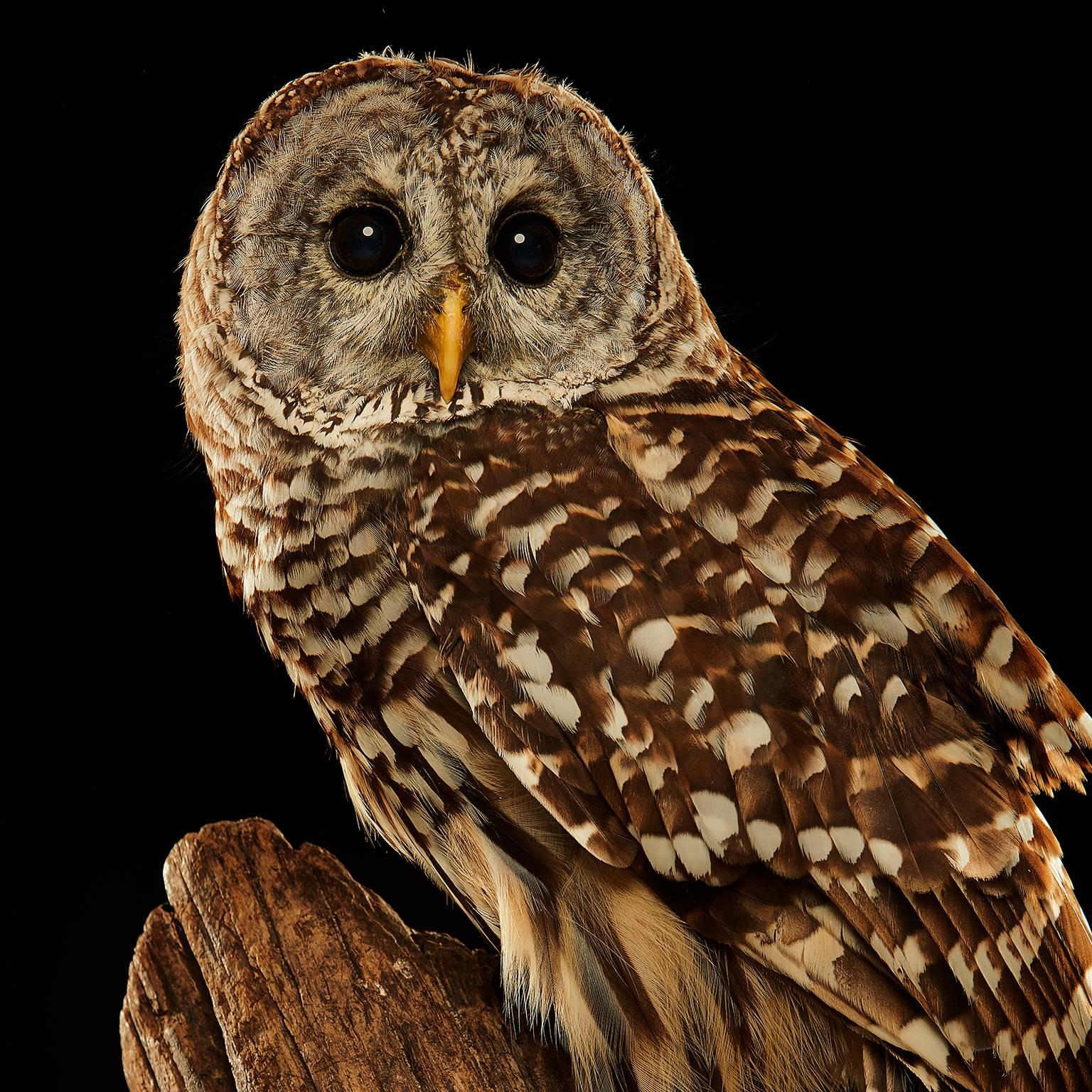 Birds of Prey - Barred Owl No. 10 - Photograph by Chris Gordaneer